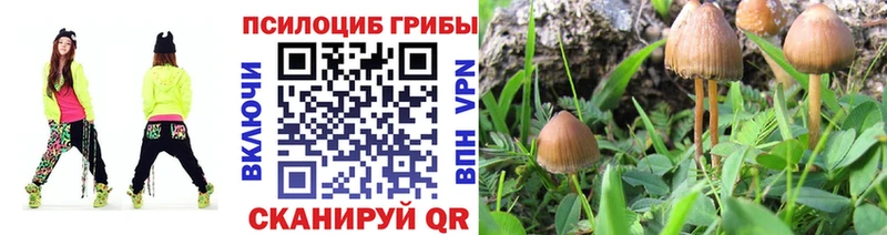 Купить  Кимры  Галлюциногенные грибы Cubensis 